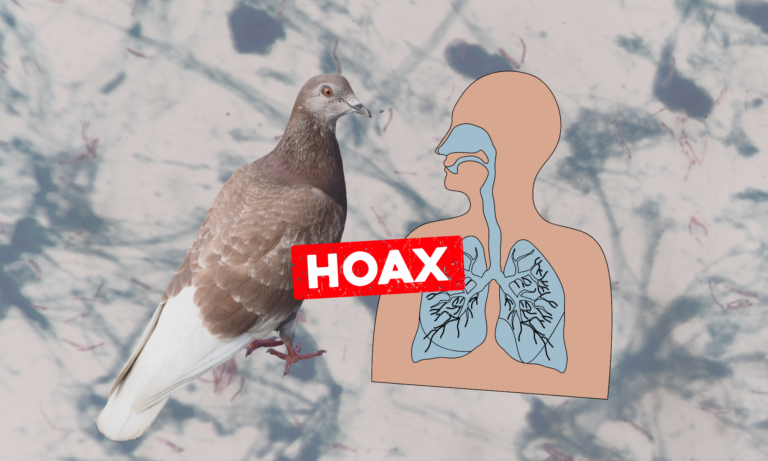 Mestské holuby a ľudia