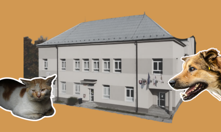 Povinnosti obce pri túlavých zvieratách