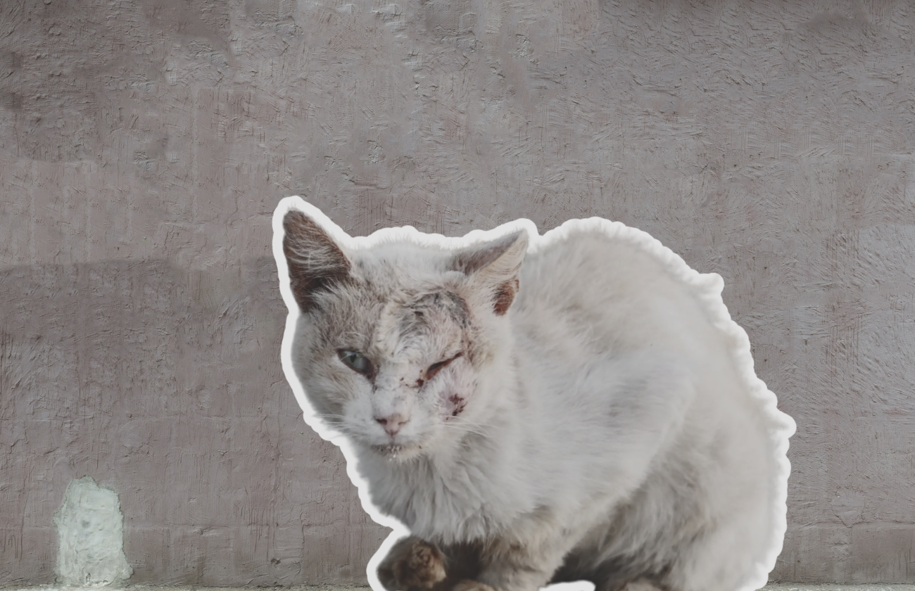 Túlavá mačka na ulici