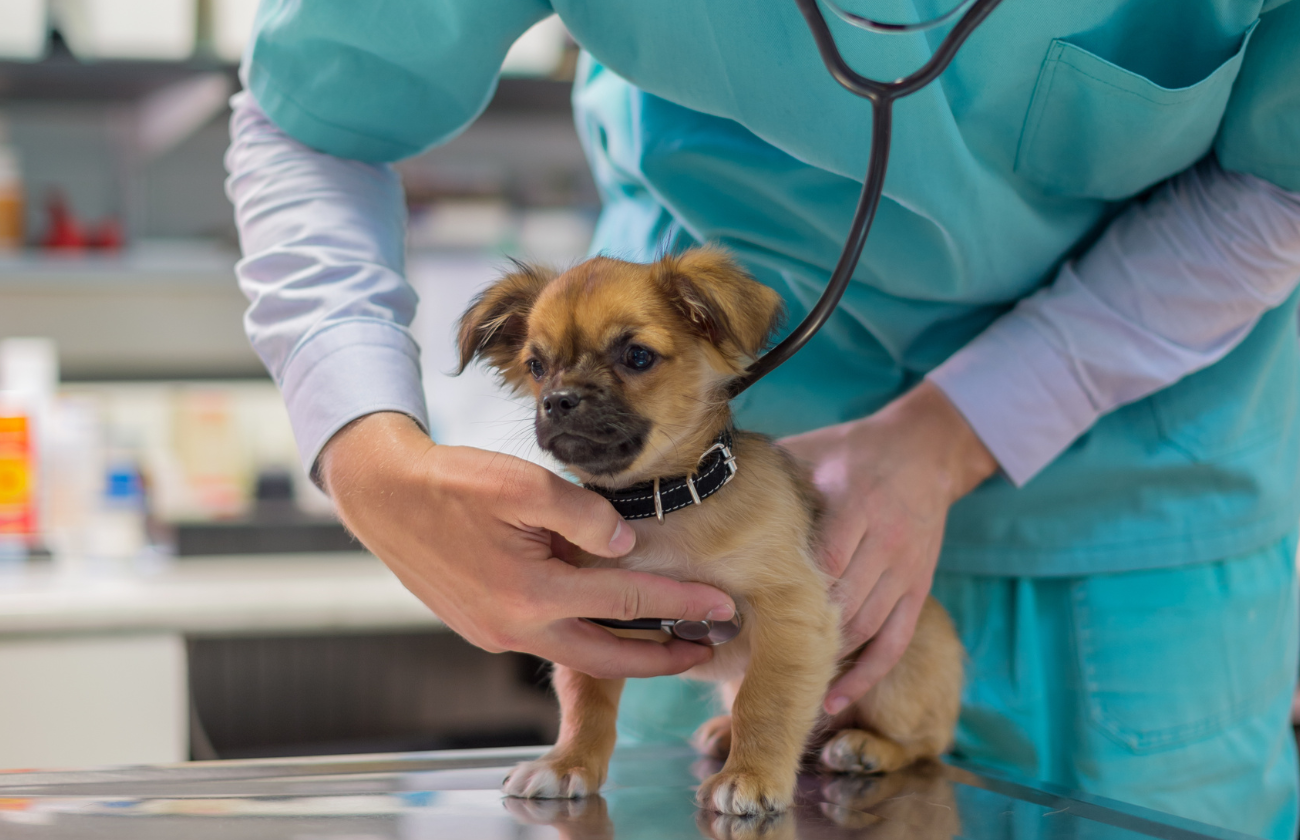 Veterinár vyšetruje psa